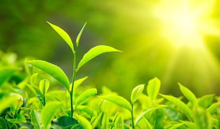 城鎮(zhèn)污水廠污泥處理